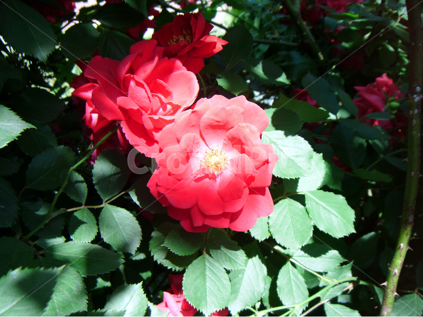 장미,식물,꽃,붉은장미,플라워,식물,자연,plants,nature,꽃,flower