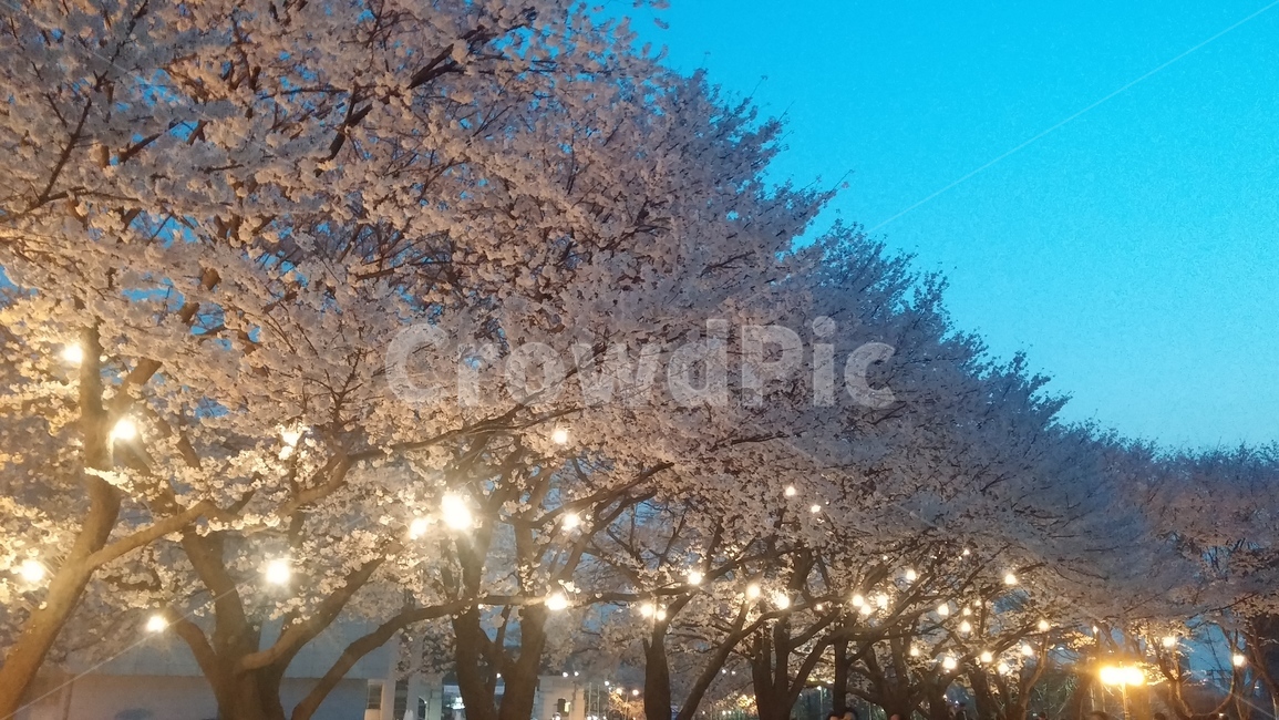 벚꽃,봄,꽃,벚꽃엔딩,벚꽃축제,야경,밤,풍경,nightscape,night,landscape,식물,자연,plants,nature,꽃,flower