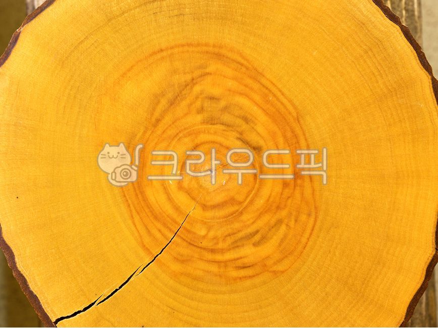 dogwood,annual zone,plant,wood,cross section of wood