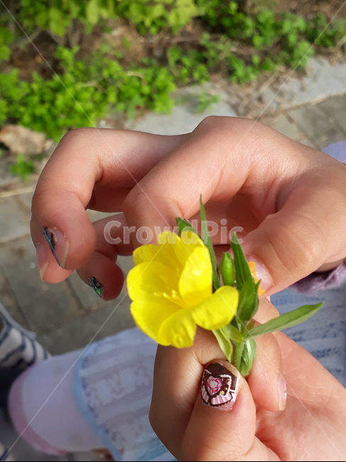 손가락,human,사람,person,finger,꽃