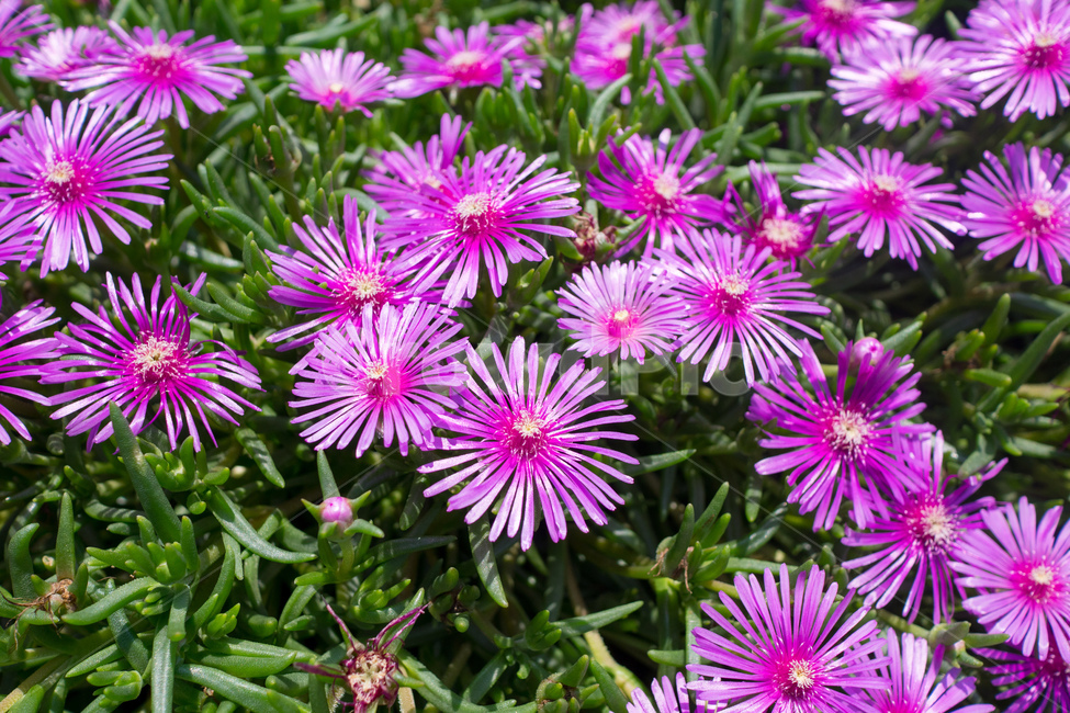 들꽃,자주색,보라색,꽃,들판,정원,flower,purple,보라색꽃