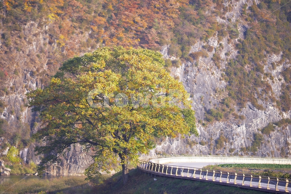 가을,풍경사진,나무,강변,landscape,가을,계절,fall,autumn,season,자연,풍경,nature,landscape,한국자연풍경,한국자연경관,korea nature landscape,식물,plants,나무,trees,wood