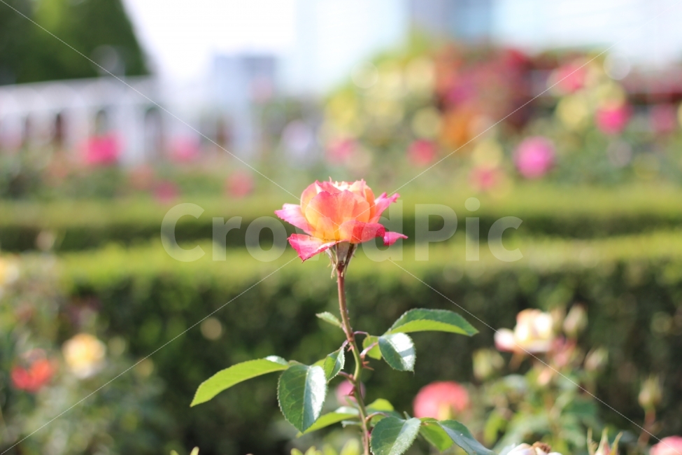 꽃,꽃밭,장미,장미꽃,색감,시선,분홍,감성,스냅,풍경,flower,rose,color,sensitivity,landscape,scenery,view,식물,자연,plants,nature,꽃,flower,감성,sensible,feeling