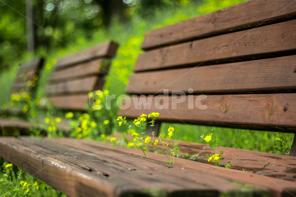 민들레,꽃,봄,자연,노란꽃,yellow,spring,nature,flower,dandelion,옥천,장계유원지,자연,풍경,nature,landscape,park bench,공원 벤치,bench,벤치