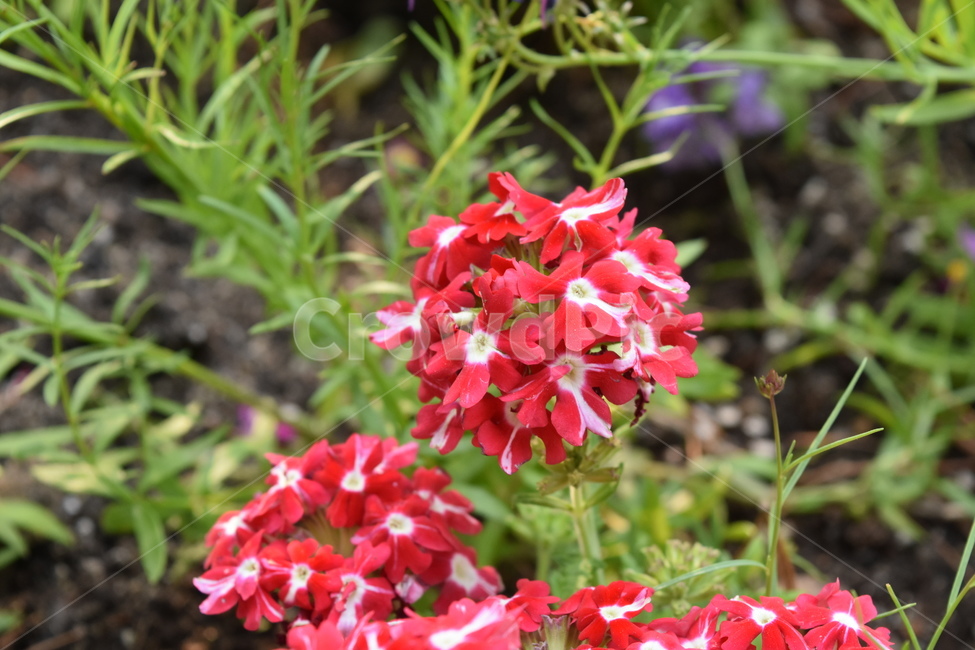 자연,꽃,식물,버베나,flower,야생,식물,자연,plants,nature,꽃,flower