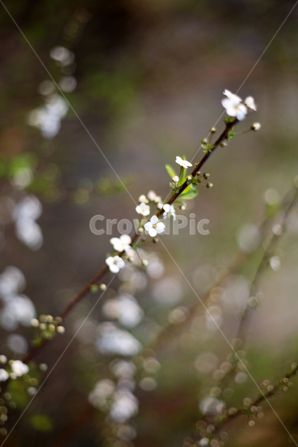 조팝나무,조팝나무꽃,bridalwreath,작은꽃,작은흰꽃,흰꽃,야생화,3월,4월,꽃,봄,봄날,봄꽃,화단,봄화단꽃,자연,식물,plants,nature,flower,spring,아웃포커싱,공원,봄,계절,spring,season,식물,자연,plants,nature,꽃,flower,plant,blossom