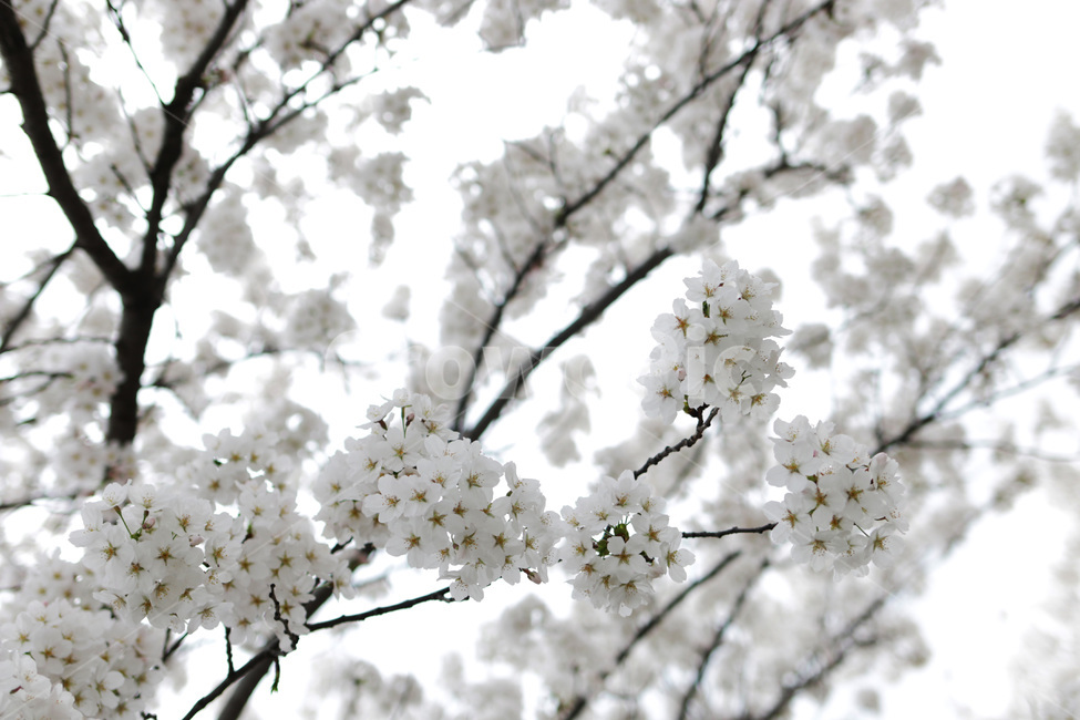 봄,꽃,벚꽃,풍경,3월,봄,계절,spring,season,식물,자연,plants,nature,꽃,flower,plant,blossom