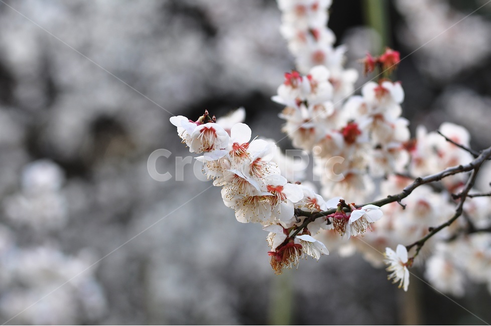 꽃,꽃사진,봄,벚꽃,하얀꽃,봄,계절,spring,season,식물,자연,plants,nature,꽃,flower,plant