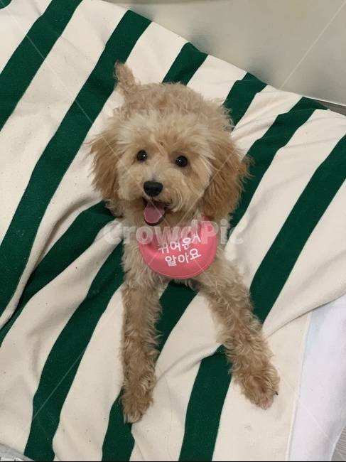 강아지,반려견,웃는강아지,웃는개,애완동물,dog,동물