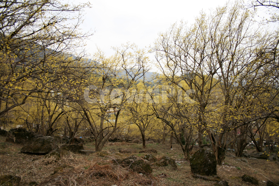 산수유,봄,봄날,봄꽃,꽃,노란색,감성,spring,flower,봄길,풍경,봄,계절,spring,season,자연,풍경,nature,landscape,한국자연풍경,한국자연경관,korea nature landscape,plant,식물,tree,나무,ground,바닥