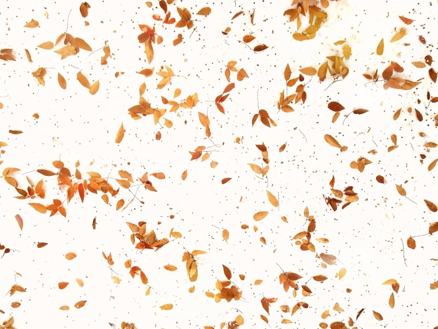 나뭇잎,눈,겨울,폭설,나무,가을,계절,fall,autumn,season,paper,종이