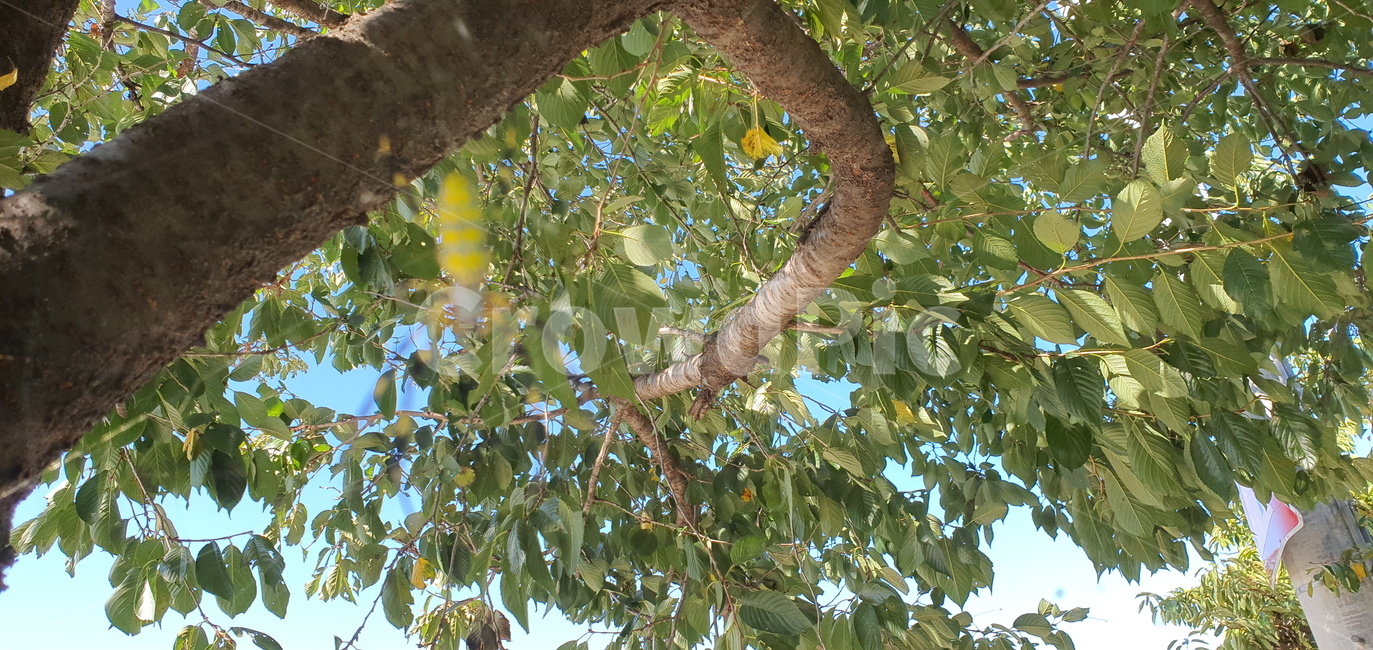 거미,거미줄,곤충,사냥,자연,생물,plant,식물,tree,나무