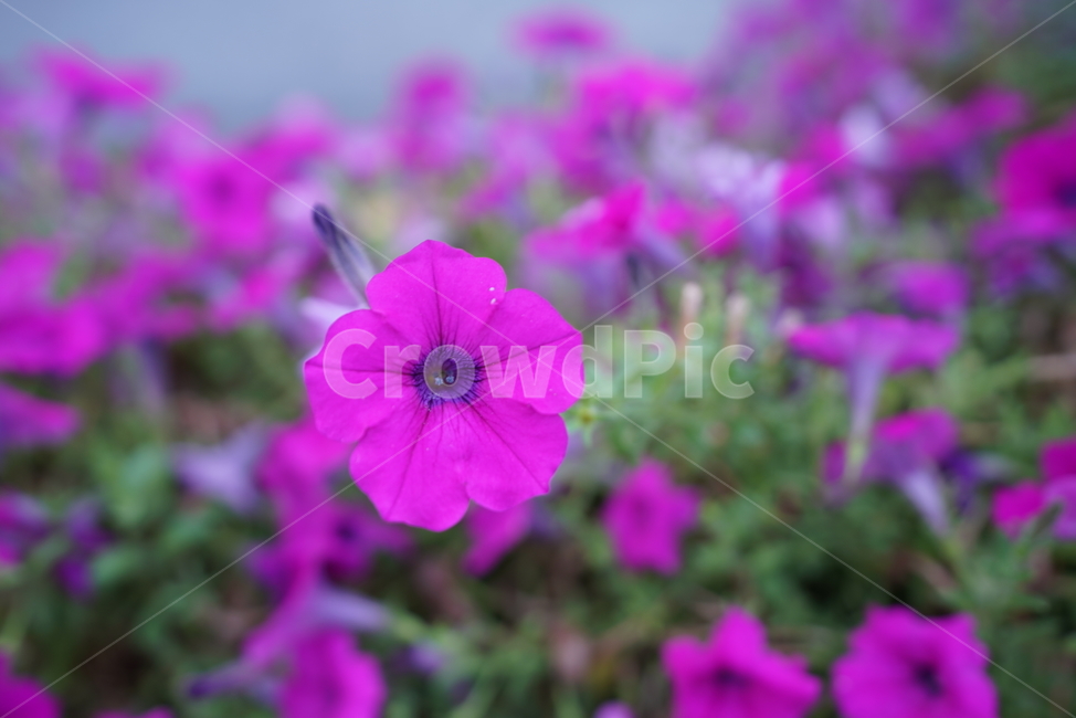 페튜니아,보라빛,petunia,한해살이풀,쌍자엽식물강,통화식물목,brassica,우장춘,화초,정원,홍자색,원예종,목나팔,관상꽃,식물,자연,plants,nature,꽃,flower
