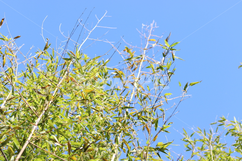 식물,나무,plant,sky,하늘,식물,자연,plants,nature