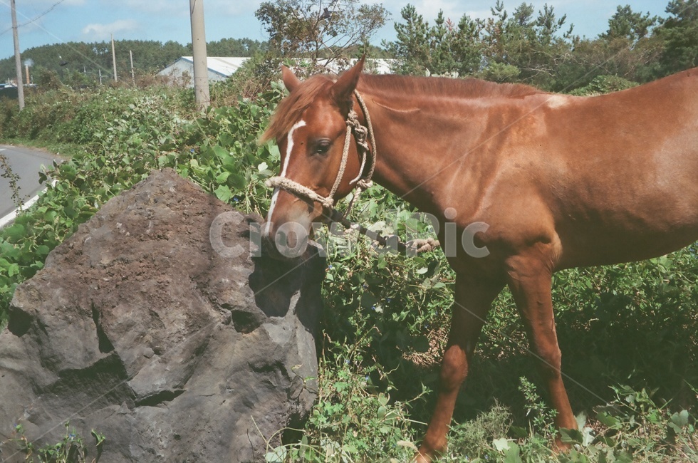 제주도,제주,말,현무암,동물,horse,jeju,jejuisland,동물,animal,포유류,mammal