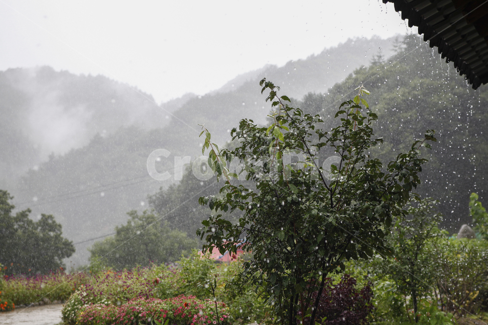 날씨,weather,자연,nature,옥외,outdoors,비,비내리는풍경,하늘,raining,산속,산골,산,풍경,빗방울,비오는날,흐린날씨,흐린날,초록,비,비오는날,rain,rainy