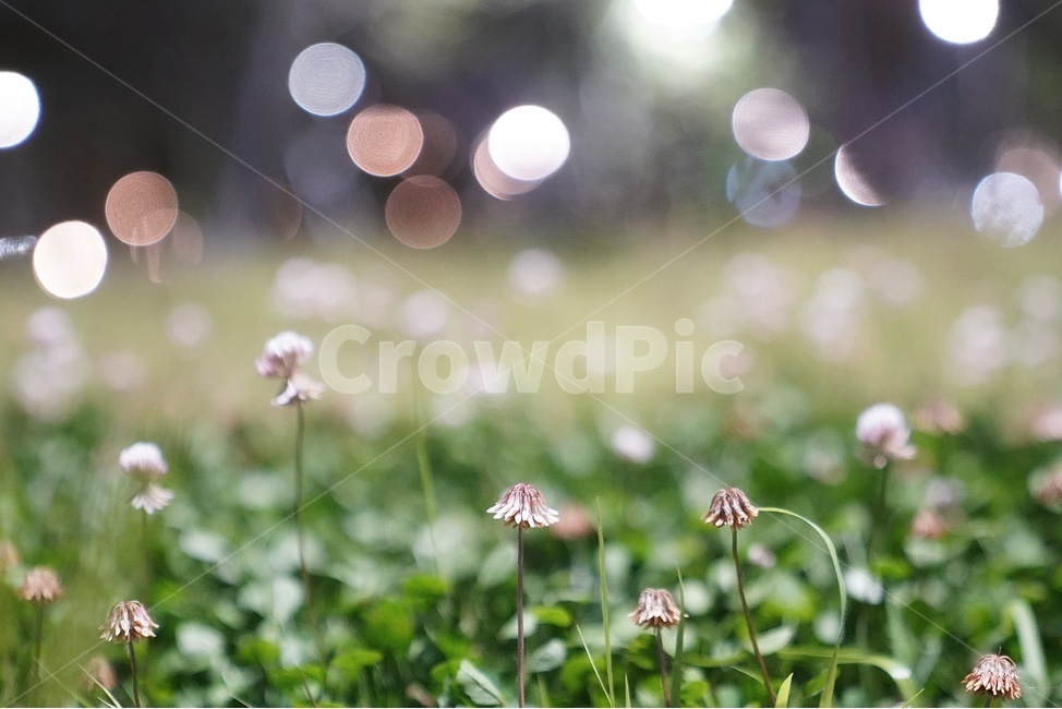 보케,아웃포커싱,꽃,빛,밤,식물,자연,plants,nature,꽃,flower,감성,sensible,feeling