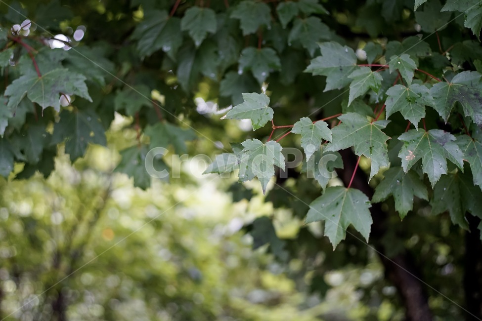 자연,nature,green,초록,감성,emotion,숲,forest,식물,자연,plants,nature