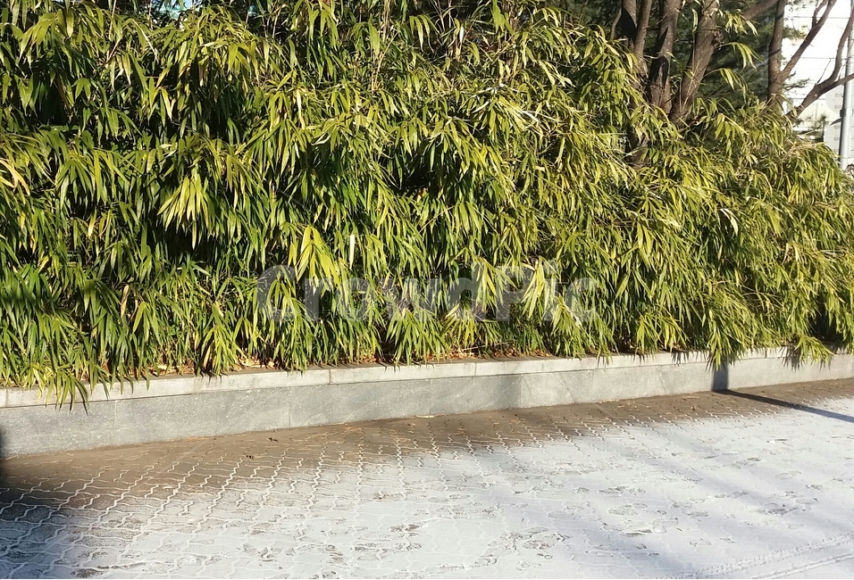 눈,풀,초록,잎,나무,snow,tree,green,white