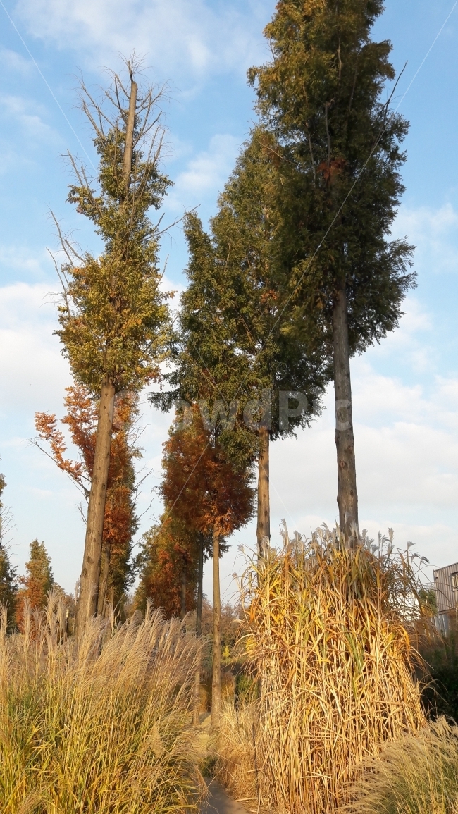 수목원,갈대,메타세쿼어,가을,단풍,가을,계절,fall,autumn,season,자연,풍경,nature,landscape,식물,plants,나무,trees,wood,tree,plant