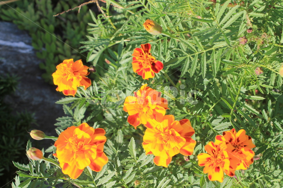 만수국,가을,식물,꽃,autumn,fall,plant,flower,flowers,blossom,제라늄,geranium,매리골드,메리골드,marigold,식물,자연,plants,nature,꽃,flower