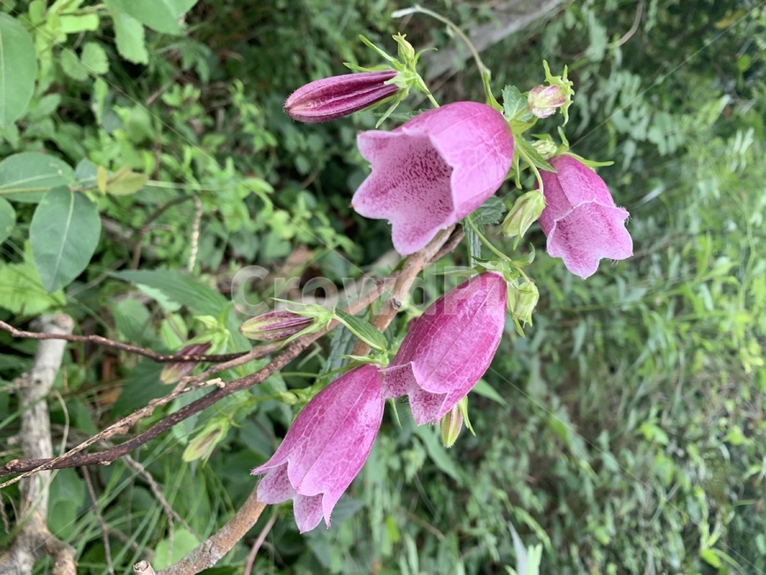 식물,꽃,flower,나팔꽃,핑크,식물,자연,plants,nature,꽃,flower