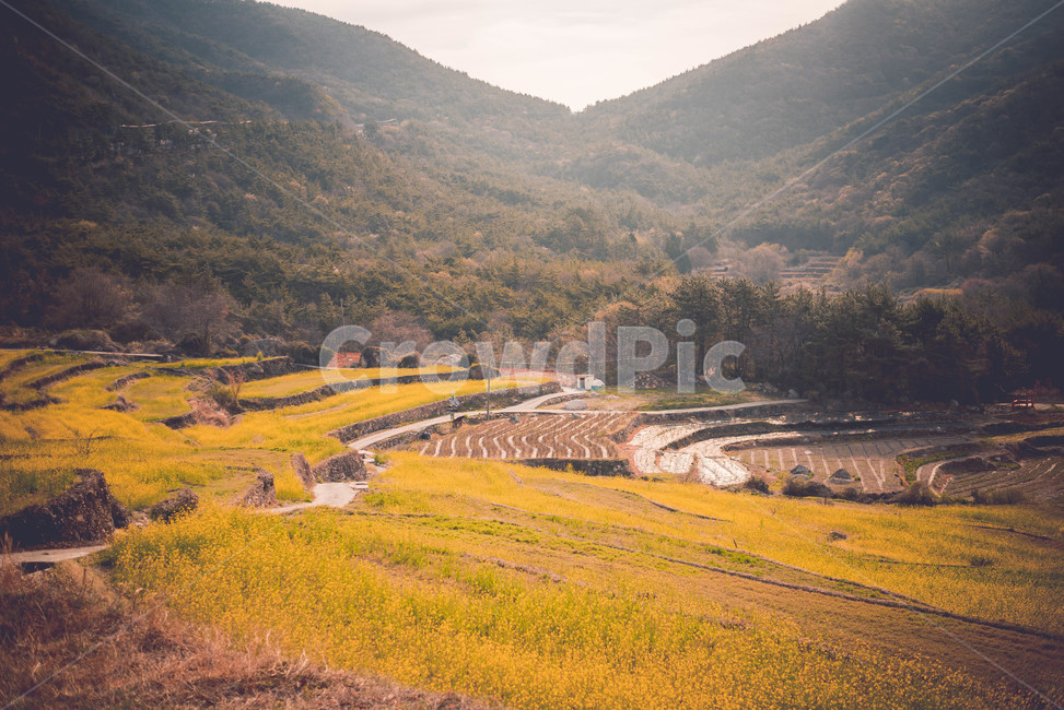 유채,유채꽃,식물,유채밭,꽃,봄,계절,spring,season,자연,풍경,nature,landscape,한국자연풍경,한국자연경관,korea nature landscape,감성,sensible,feeling,outdoors,옥외,mountain,산