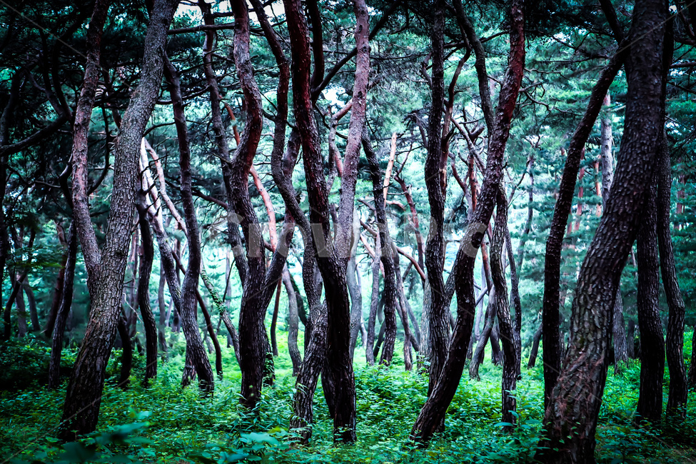 나무,소나무,소나무군락,자연,풍경,산속,푸른솔,자연,풍경,nature,landscape,식물,plants,나무,trees,wood,tree,plant,tree trunk,나무 줄기,vegetation,초목