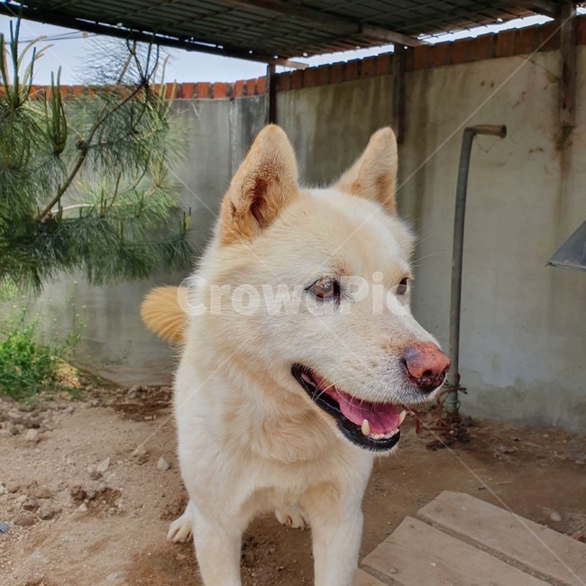 반려견,백구,흰둥이,진돗개,개,동물,animal,포유류,mammal,개,강아지,dog,doggy