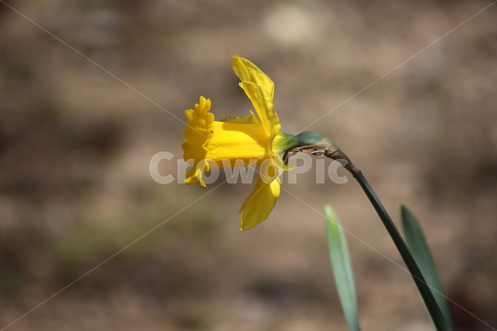 수선화,꽃,봄,노랑,narcissus