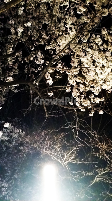 벛꽃,야간,조명,밤,산책,나들이,데이트,흐드러진,봄,계절,spring,season,야경,밤,풍경,nightscape,night,landscape,plant,식물