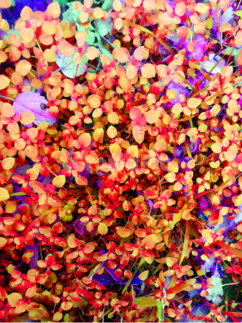 plant,식물,leaf,잎,몽환,화려,꿈,이상,정원,숲,나뭇잎,나무,풀,붉은