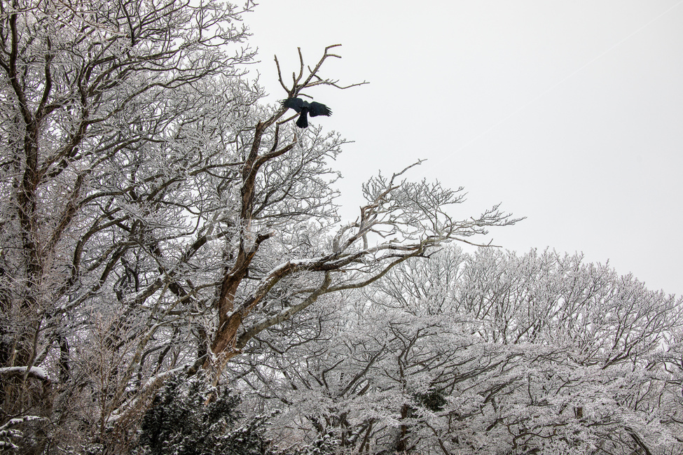 눈,설경,한라산설경,풍경,snow,landscape,1100고지,겨울,계절,winter,season,자연,풍경,nature,landscape