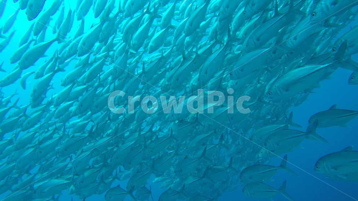 바다,sea,underwater,scuba,scubadiving,skinscuba,스킨스쿠버,스쿠버다이빙,수중사진,수중촬영,물고기떼,fish,fishes,전갱이,잭피쉬,jackfish,동물,animal,어류,물고기,fish