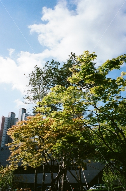 필름,하늘,나무,초록,아날로그,산책,film,green,sunshine,light,walk,식물,자연,plants,nature,도시,풍경,city,landscape,tree,plant