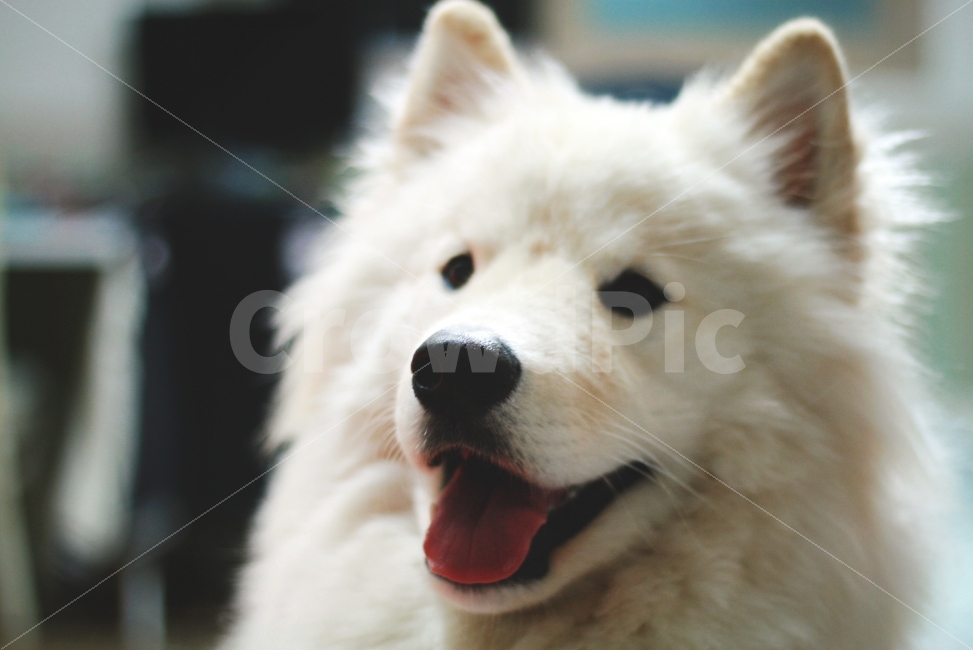 동물,가족,개,반려견,코,하얀색,대형견,털,동물,animal,포유류,mammal,개,강아지,dog,doggy