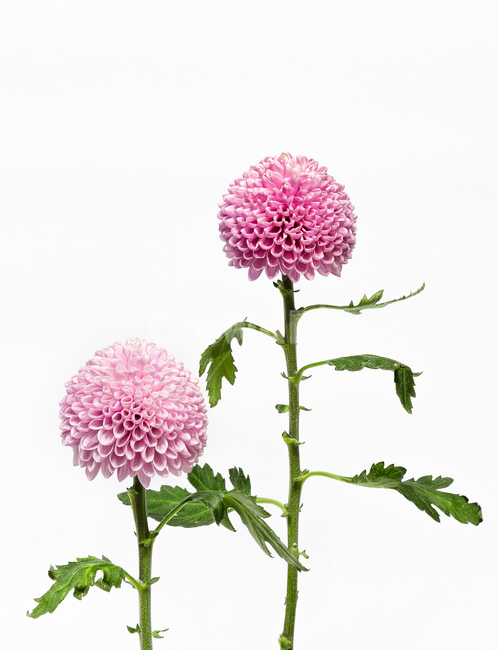 flower,꽃,plant,dahlia,식물,달리아,blossom,꽃,flower