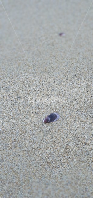 겨울바다,겨울풍경,조개,바다,해변