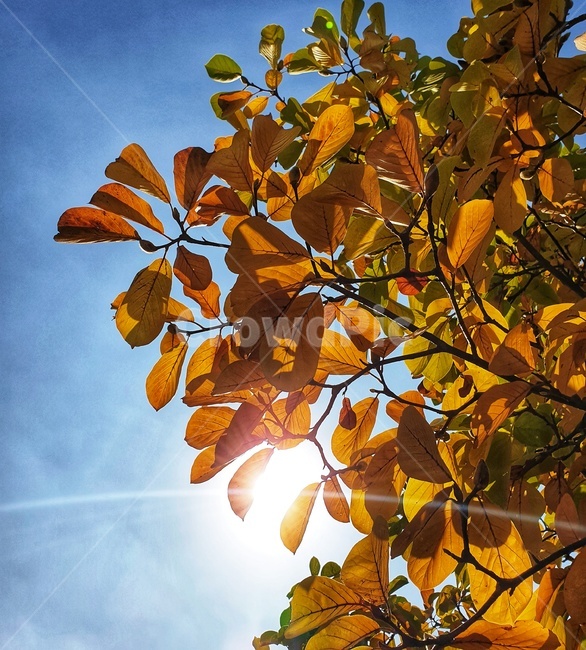 plant,식물,leaf,잎,tree,하늘,sky,가을,계절,fall,autumn,season