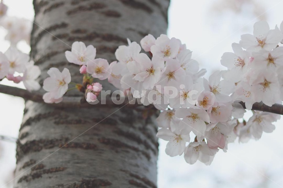 봄,벚꽃,벚나무,봄나들이,cherryblossoms