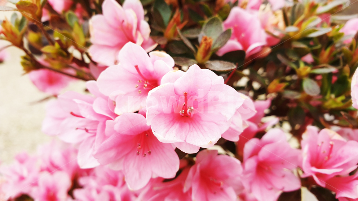 분홍꽃,진달래,철쭉,봄,봄꽃,꽃망울,nature,flower,rosebay,spring,식물,자연,plants,nature,꽃,flower