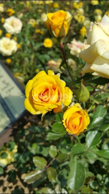 노랑장미,장미향기,장미축제,꽃향기,장미공원,식물,자연,plants,nature,꽃,flower