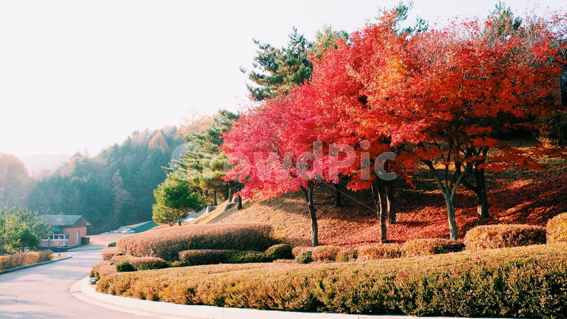 단풍,나무,maple,길목,식물,plant,tree,가을,계절,fall,autumn,season,자연,풍경,nature,landscape