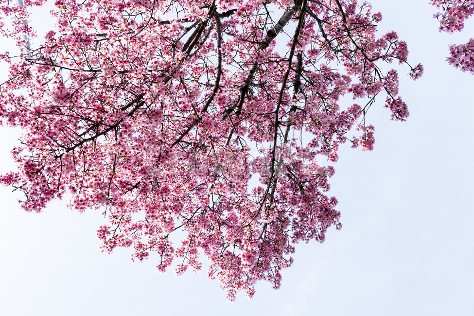 cherryblossom,plant,식물,flower,벚꽃,꽃,나무,봄,분홍,핑크,하늘,trees,sky,pink,cherry,blossom,bloom,fresh,sun,light,식물,자연,plants,nature,꽃,flower