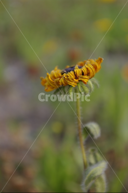 꽃,들꽃,식물,flower,plant