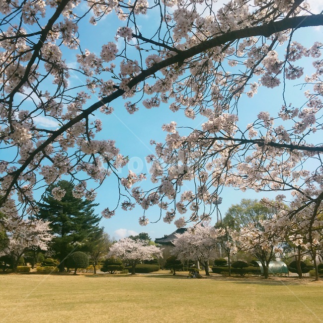 꽃,봄,spring,flower,파란하늘,봄,계절,spring,season,plant,식물,blossom,cherry blossom,벚꽃