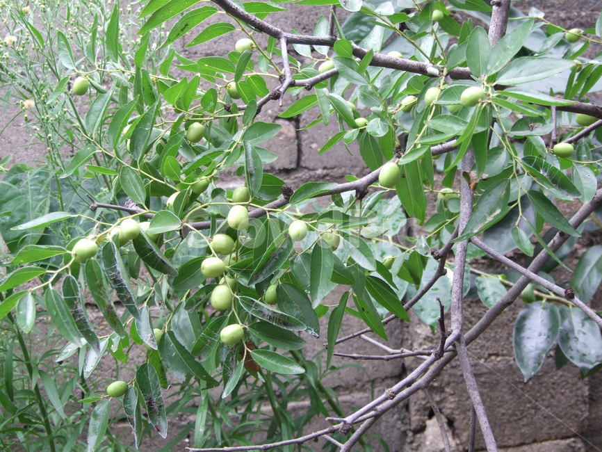 나무,대추,풋대추,열매,대추나무,식물,자연,plants,nature