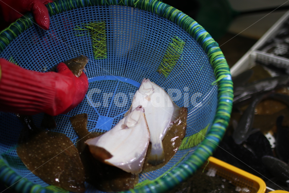 물고기,생선,수산물시장,수산물,해산물,시장,회,횟집,수산시장,회센터,회타운