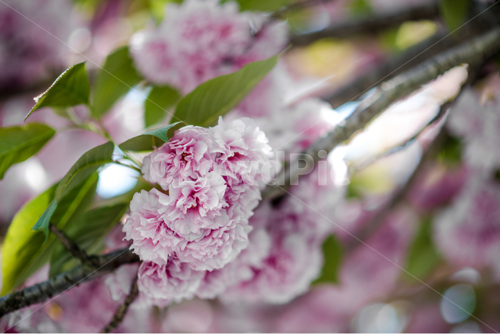 벚꽃,blossom,cherryblossom,꽃,식물,겹벛꽃,겹벚꽃,식물,자연,plants,nature,꽃,flower