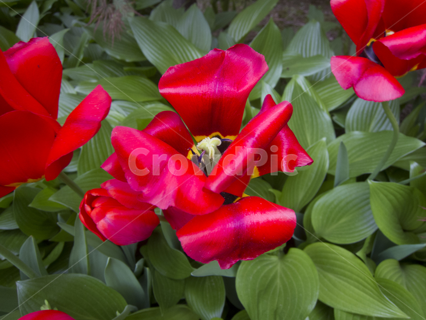 꽃,플라워,flower,채색,color,식물,자연,plants,nature,꽃,flower